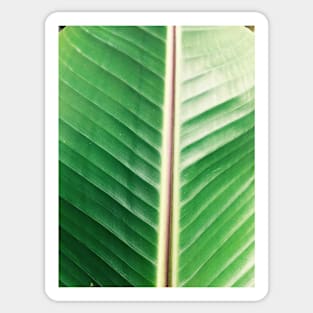 Banana leaf Sticker